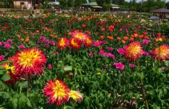 花の名所 ダリアが満開に咲く、やまがた川西ダリヤ園