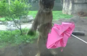 八木山動物園で猫じゃらし風に傘で遊びたい！かわいいライオン