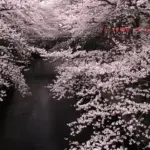 東京の桜名所 目黒川の桜並木