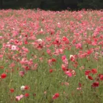 花の名所 みちのく杜の湖畔公園 ポピーまつり 2013
