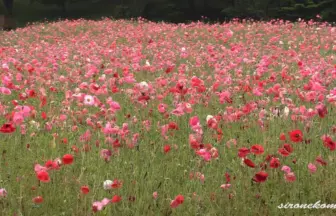 花の名所 みちのく杜の湖畔公園 ポピーまつり 2013