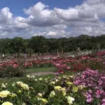 薔薇の花咲くやくらいガーデンのローズ&ハーブフェア