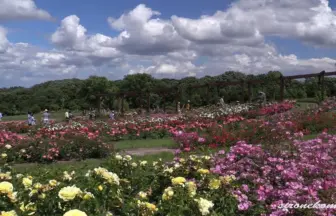 薔薇の花咲くやくらいガーデンのローズ&ハーブフェア