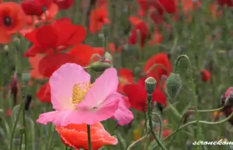 2013年 国営みちのく杜の湖畔公園 ポピーまつり