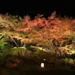 日本三景松島の秋 円通院庭園 紅葉ライトアップ 2013