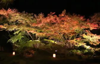 日本三景松島の秋 円通院庭園 紅葉ライトアップ 2013