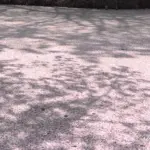 日本一の桜名所 弘前公園 桜吹雪と花びらが水面を彩る花筏