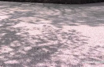 日本一の桜名所 弘前公園 桜吹雪と花びらが水面を彩る花筏