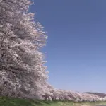 桜名所 白石川堤一目千本桜 宮城春の風景と夜桜