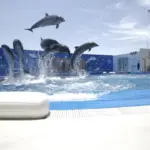 4K UHD 仙台うみの杜水族館 イルカショー【イルカ・アシカのパフォーマンス】
