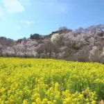 4K UHD 美しい花々が咲く福島の桃源郷 花見山公園 春の風景