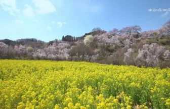 4K UHD 美しい花々が咲く福島の桃源郷 花見山公園 春の風景