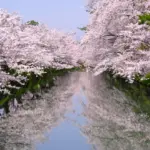 4K UHD 日本三大桜名所 日本三大夜桜 弘前公園 弘前城の美しい春の風景