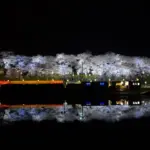 4K UHD 白石川堤一目千本桜の美しい風景と夜桜ライトアップ