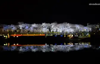 4K UHD 白石川堤一目千本桜の美しい風景と夜桜ライトアップ
