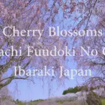 4K UHD 常陸風土記の丘 枝垂桜の花咲く美しい風景