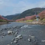 4K UHD 2017年 河津桜まつり 初春を彩る風景と夜桜ライトアップ