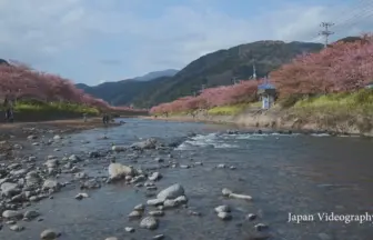 4K UHD 2017年 河津桜まつり 初春を彩る風景と夜桜ライトアップ