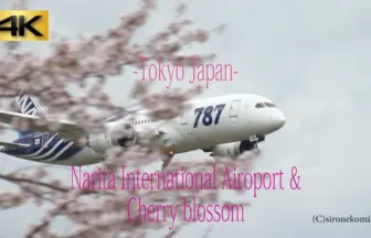 4K UHD 成田空港 桜と飛行機の離陸着陸風景を楽しむ【さくらの山公園】