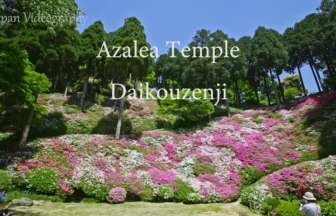 4K UHD 九州つつじ寺 大興善寺庭園 契園の花風景