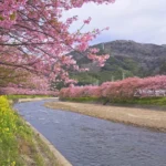 8K UHD 河津桜まつり 早咲き桜が咲く日本の風景