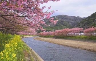 8K UHD 河津桜まつり 早咲き桜が咲く日本の風景