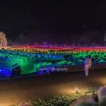 4K UHD 国営みちのく杜の湖畔公園 コキア ライトアップ イベント「コキアカリ」