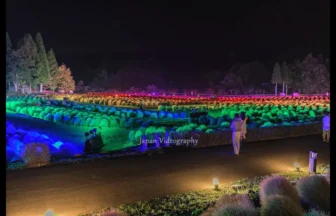 4K UHD 国営みちのく杜の湖畔公園 コキア ライトアップ イベント「コキアカリ」