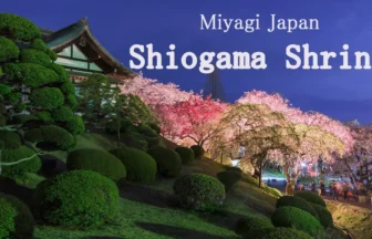 4K UHD 鹽竈神社の桜と幻想的な夜桜 国指定天然記念物「鹽竈桜」の名所